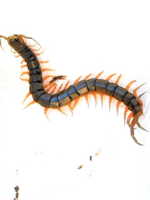 新品 トビズオオムカデ 生体 天然 1匹 大ムカデ レッドソックス 赤 百足 むかで の落札情報詳細 ヤフオク落札価格情報 オークフリー スマートフォン版