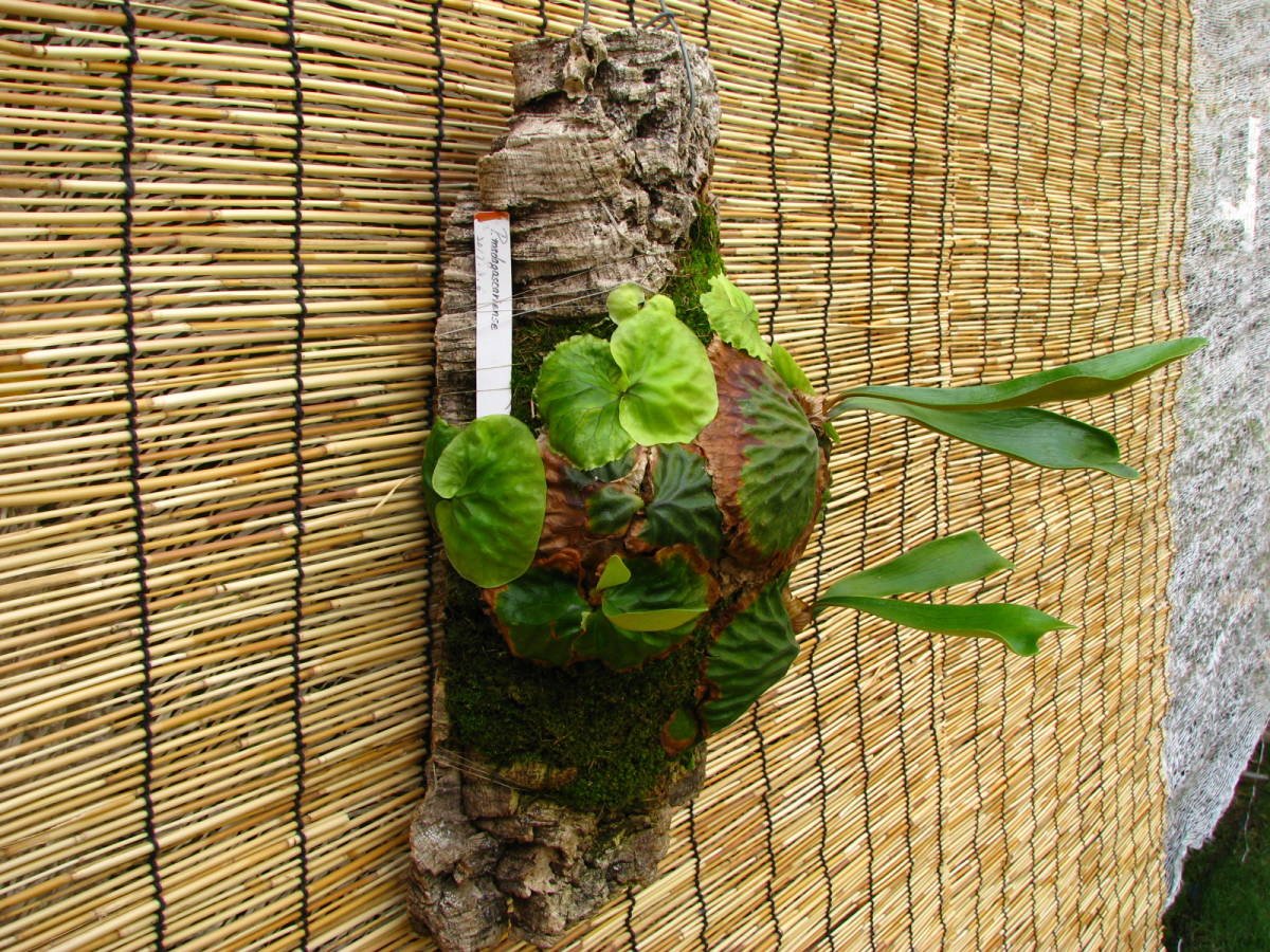 新品】P . Madagascariense 細長タイプ 群生株 マダガスカリエンセ