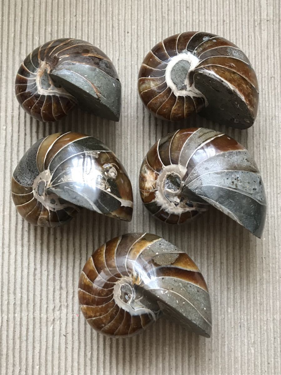 新品 マダガスカル産オウム貝ノーチラス アンモナイト化石中サイズ6 7cm以下 129g 総重量587g 5個セット研磨個体 側面に貝模様あり の落札情報詳細 ヤフオク落札価格情報 オークフリー スマートフォン版