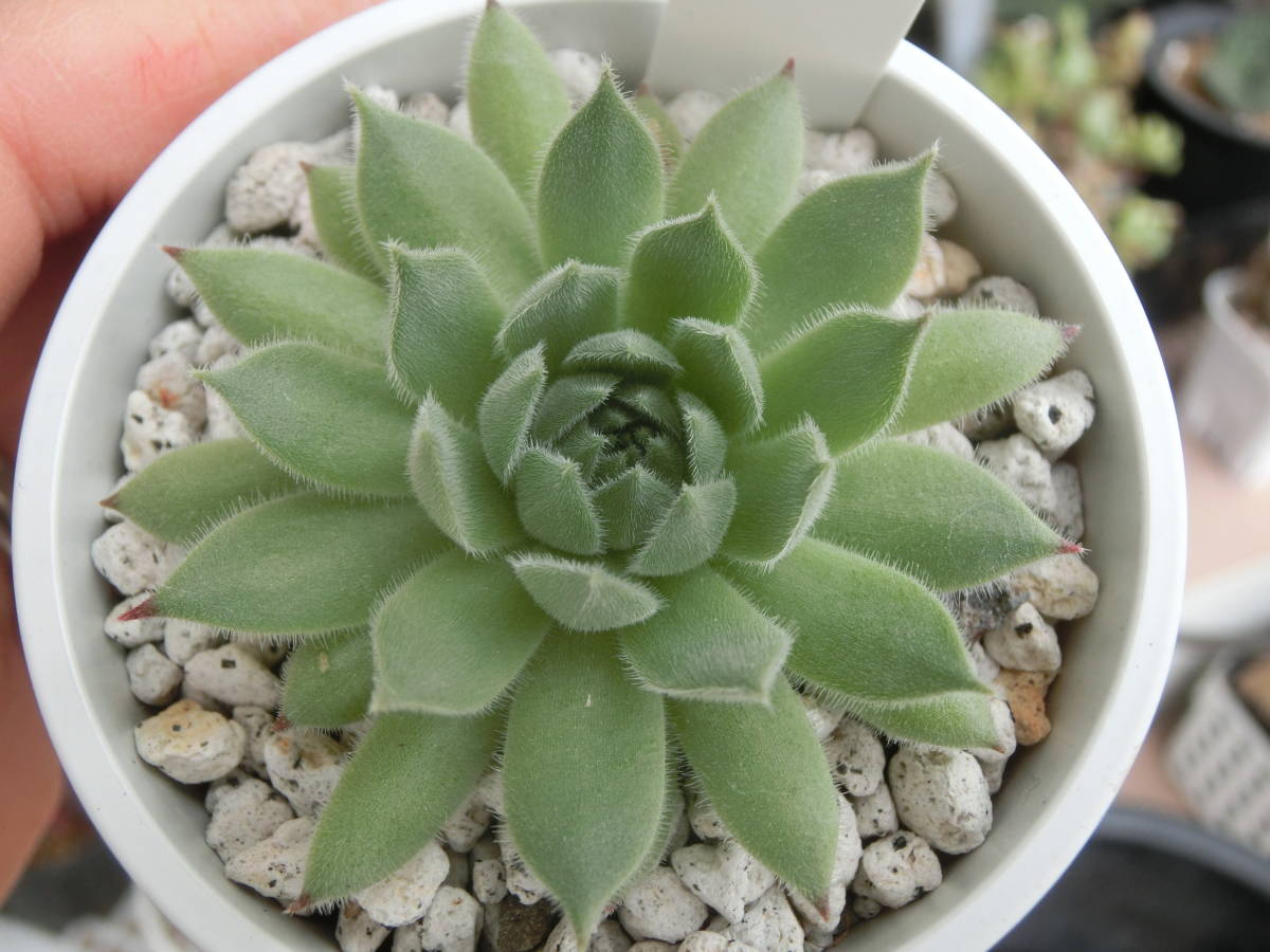 ☆センペル 市女笠（いちめがさ） Sempervivum センペルビウム です