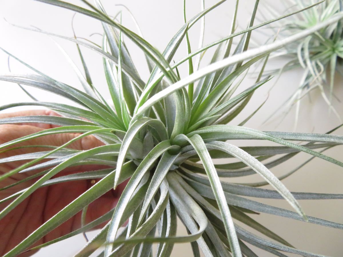 3 エアプランツ コットンキャンディ クランプ ２個セット チランジア ティランジア Tillandsia の落札情報詳細 ヤフオク落札価格情報 オークフリー スマートフォン版