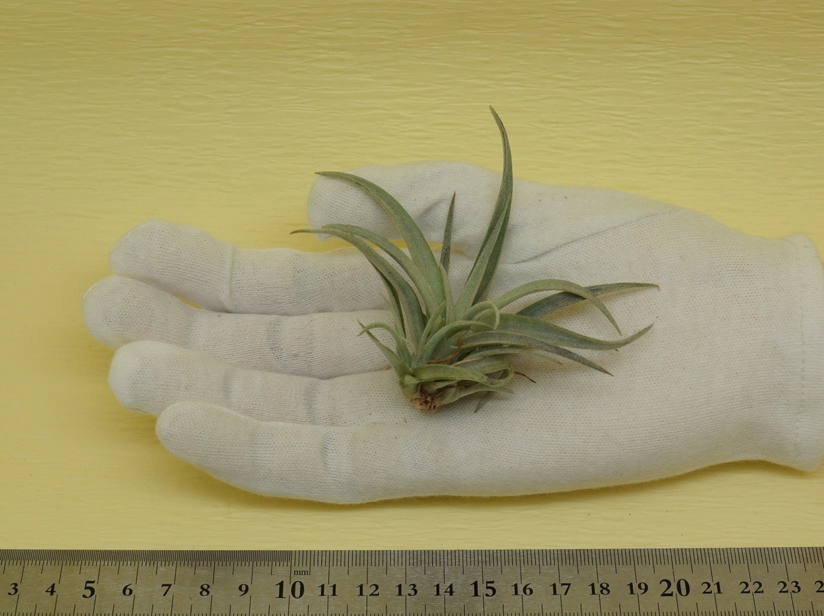 Tillandsia Capitata Mauve チランジア カピタータ モーブ エアープランツti 第四種送料無料 税別1円 の落札情報詳細 ヤフオク落札価格情報 オークフリー スマートフォン版