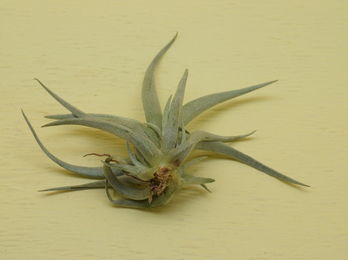 Tillandsia Capitata Mauve チランジア カピタータ モーブ エアープランツti 第四種送料無料 税別1円 の落札情報詳細 ヤフオク落札価格情報 オークフリー スマートフォン版
