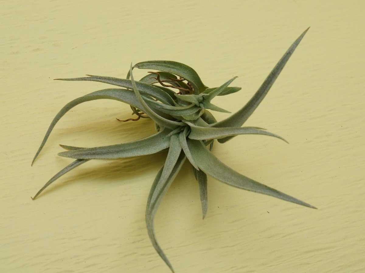 Tillandsia Capitata Mauve チランジア カピタータ モーブ エアープランツti 第四種送料無料 税別1円 の落札情報詳細 ヤフオク落札価格情報 オークフリー スマートフォン版