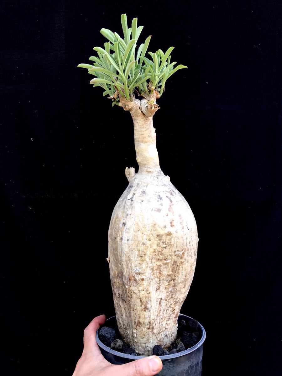 新品】アデニウム Adenium Swazicum スワジクム 塊根 多肉植物