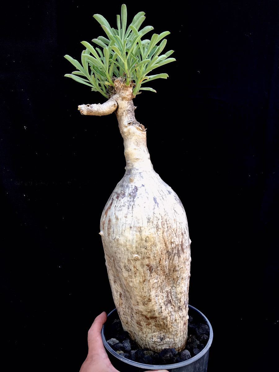 9. Adenium swazicum アデニウム スワジカム スワジクム 塊根植物