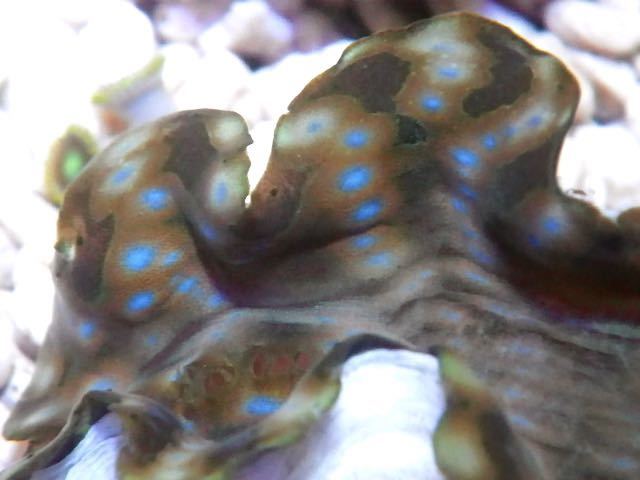 新品 ヒレシャコガイ ブルースポット 北海道 沖縄 九州 福岡は除く 発送不可 の落札情報詳細 ヤフオク落札価格情報 オークフリー スマートフォン版
