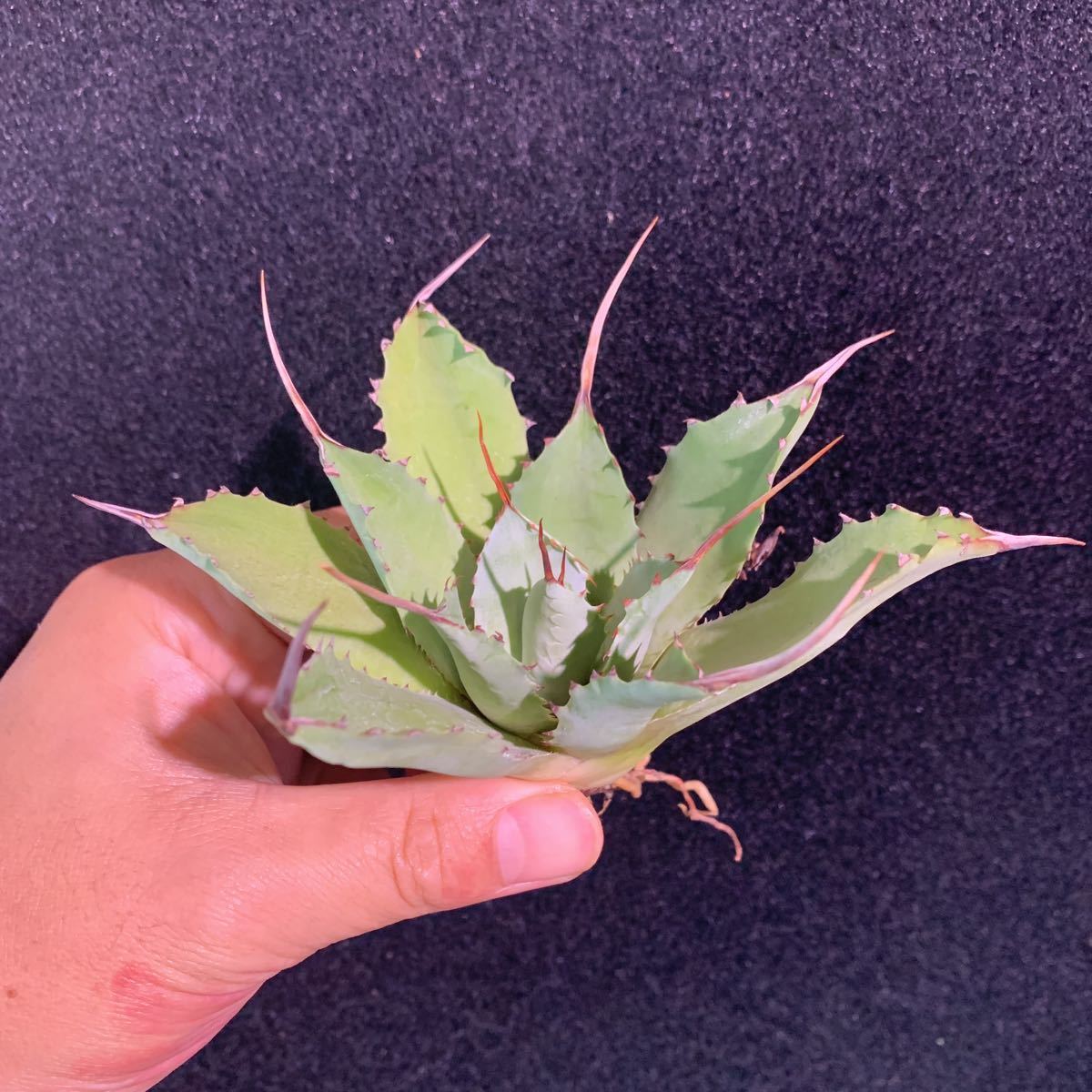 アガベ ポタトラム チェリースウィズル Agave potatorum 'Cherry