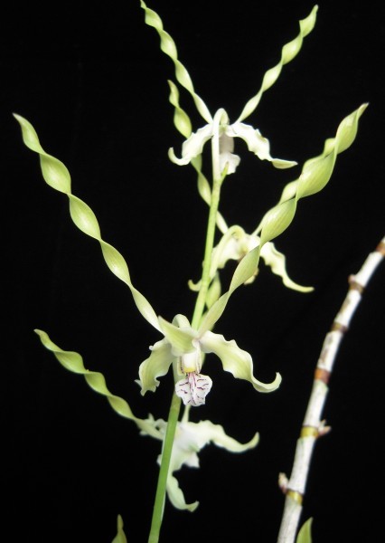 新品 洋蘭原種 297 Dendrobium Laxiflorum デンドロビューム ラクシフローラム の落札情報詳細 ヤフオク落札価格情報 オークフリー スマートフォン版