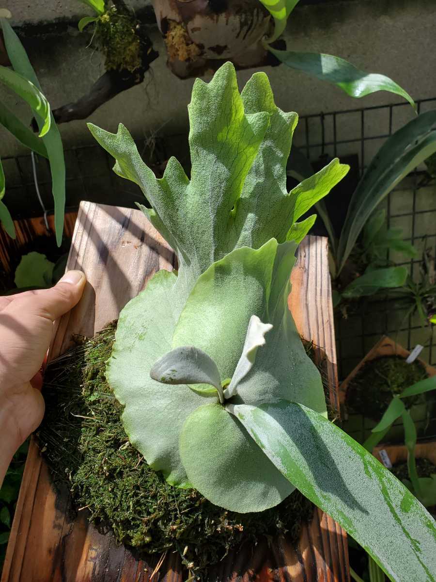 ビカクシダ P. willinckii 'Sariel' 子株 希少選抜株 ビカクシダ P. willinckii 'Sariel' 子株 希少選抜株