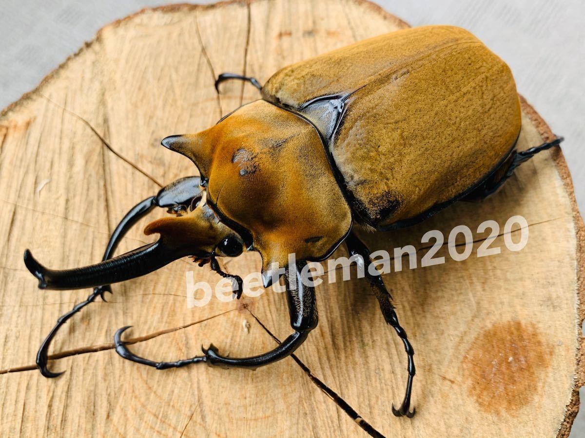 アクティオンゾウカブト 幼虫5匹