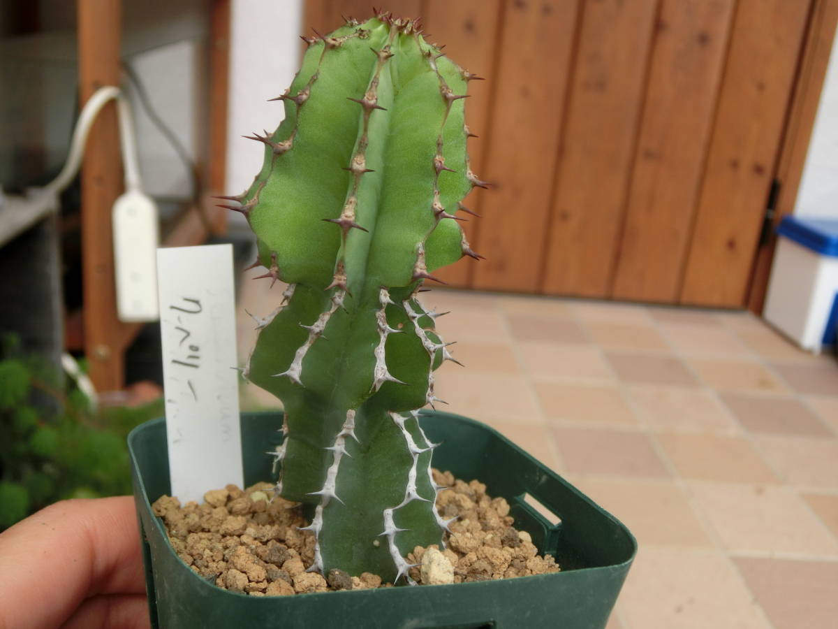 ユーフォルビア クーペリー Euphorbia ♪3点以上で第4種送料無料