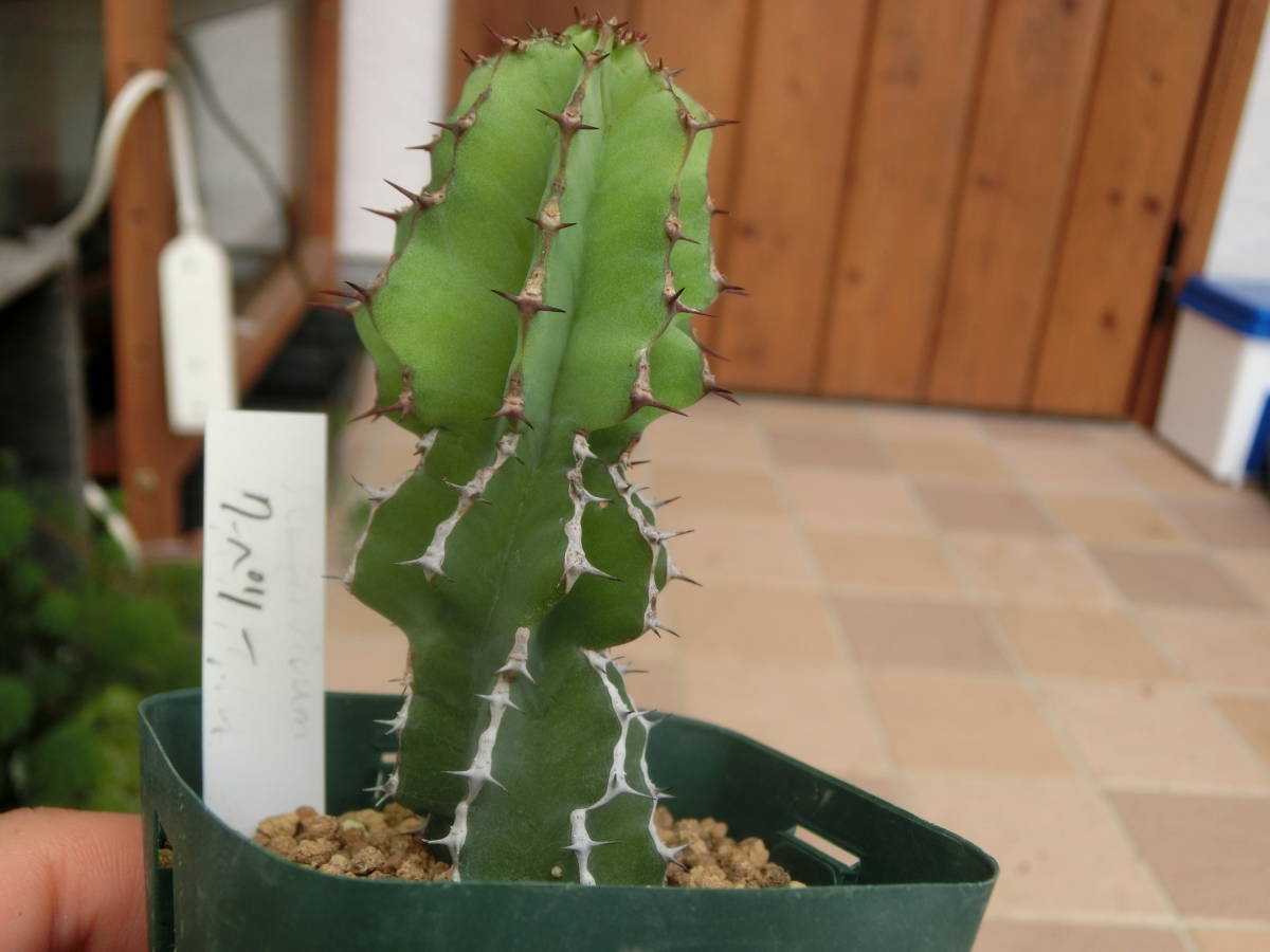 ユーフォルビア クーペリー Euphorbia ♪3点以上で第4種送料無料