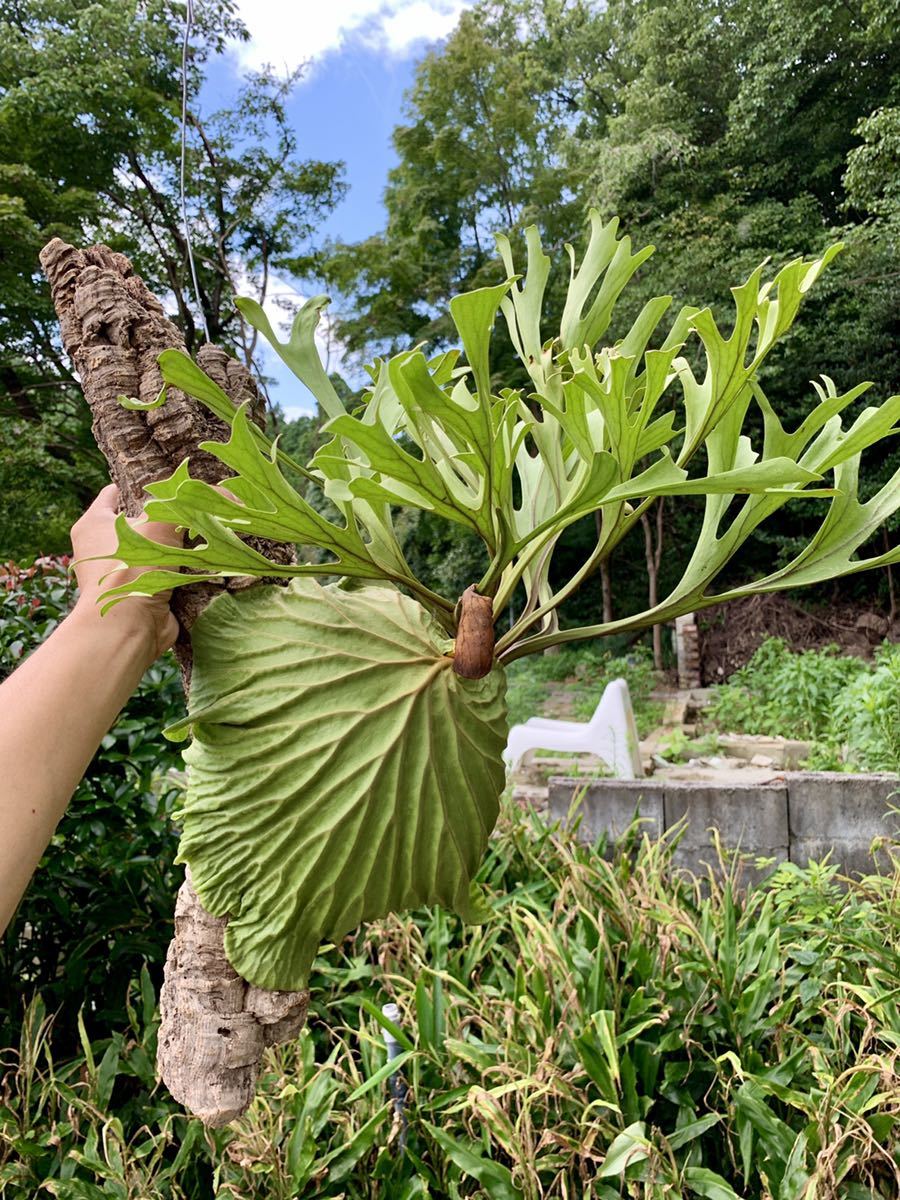 ビカクシダ　リドレイ　ワイルド 新品】P. ridleyi wild from Myanmar リドレイ ビカクシダ コウモリ