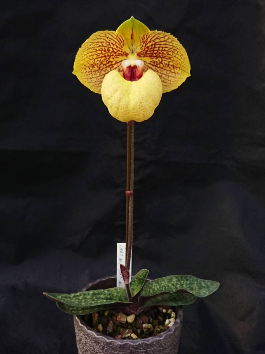yamato様宛　洋蘭交配種　Paph.Norito Hasegawa yamato様宛 洋蘭交配種 Paph.Norito Hasegawa - メルカリ