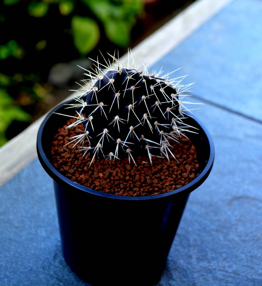 ☆多肉植物☆サボテン☆【ガラパゴス団扇】Opuntia galapageia・黒紫肌