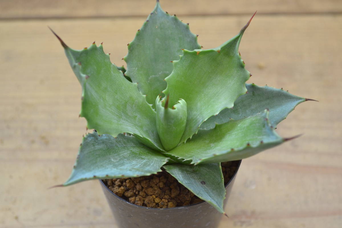 アガベ Sp マグニフィカ 輸入種子実生 の落札情報詳細 ヤフオク落札価格情報 オークフリー スマートフォン版