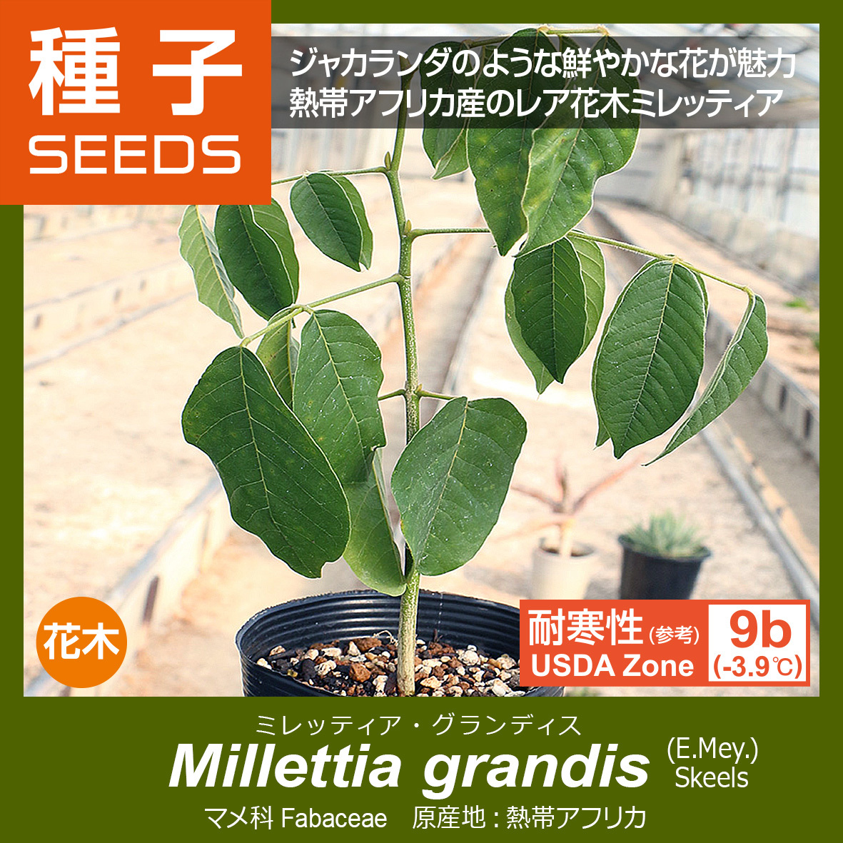 新品 59マメ科ミレティア グランディスmillettia Grandis種子x5レア熱帯花木 の落札情報詳細 ヤフオク落札価格情報 オークフリー スマートフォン版
