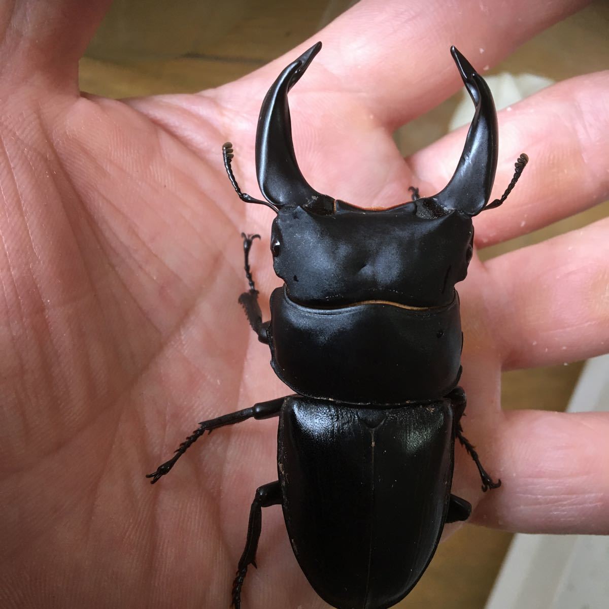 極工房 ホーペ ホペイ 武夷山産 即ブリペア G 極工房 ホーペ ホペイ 武夷山産 即ブリペア 52