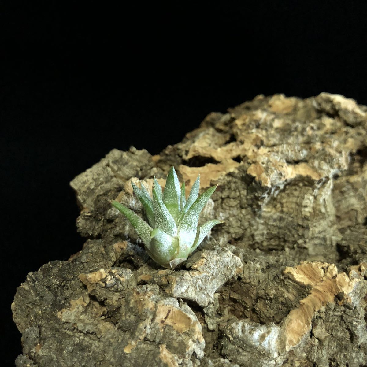 イオナンタ バンハイニンギー ミノール vanhyningii minor 【公式通販】