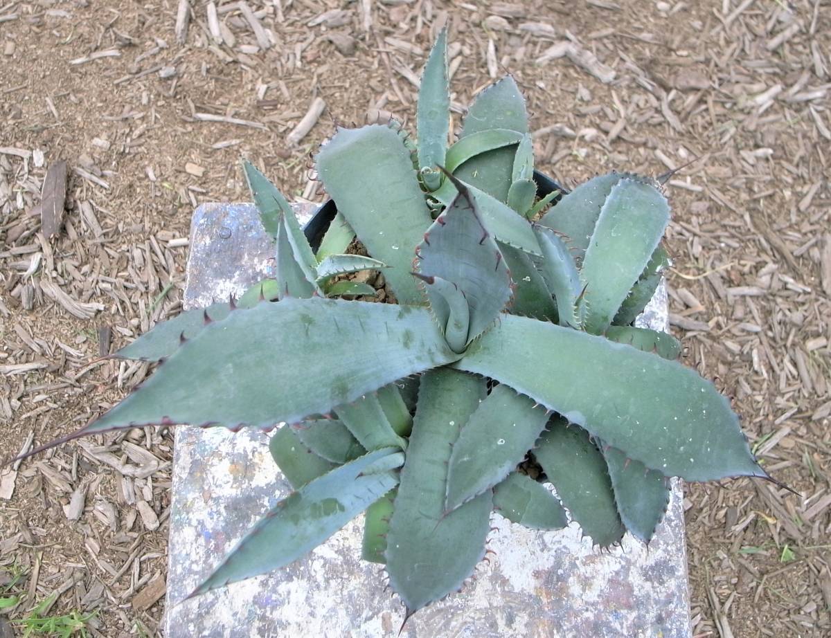 多肉植物 サボテン アガベ 屈原の舞扇 裏棘 子株5つ有り の落札情報詳細 ヤフオク落札価格情報 オークフリー スマートフォン版