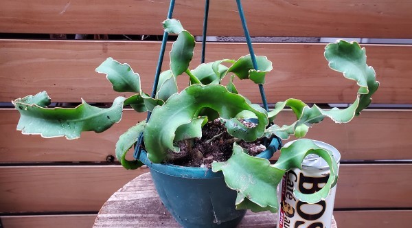 新品 サボテン エピフィルム属 グアテマレンシス 4号吊鉢 幅約33cm の落札情報詳細 ヤフオク落札価格情報 オークフリー スマートフォン版