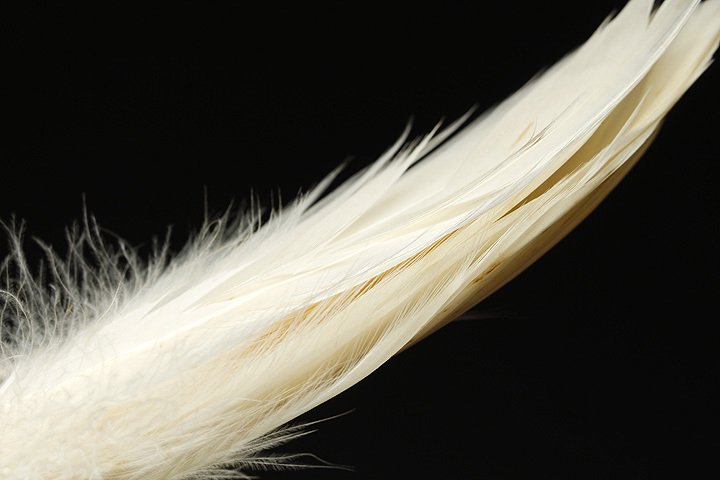 UQ014 茶道具 白鳥つかみ箒・白鳥羽箒・白鳥羽根箒・白鳥羽炉箒・白