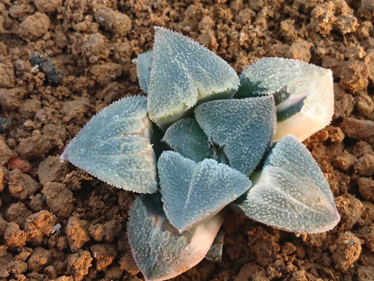 ハオルチア 丸葉ピグマエア錦