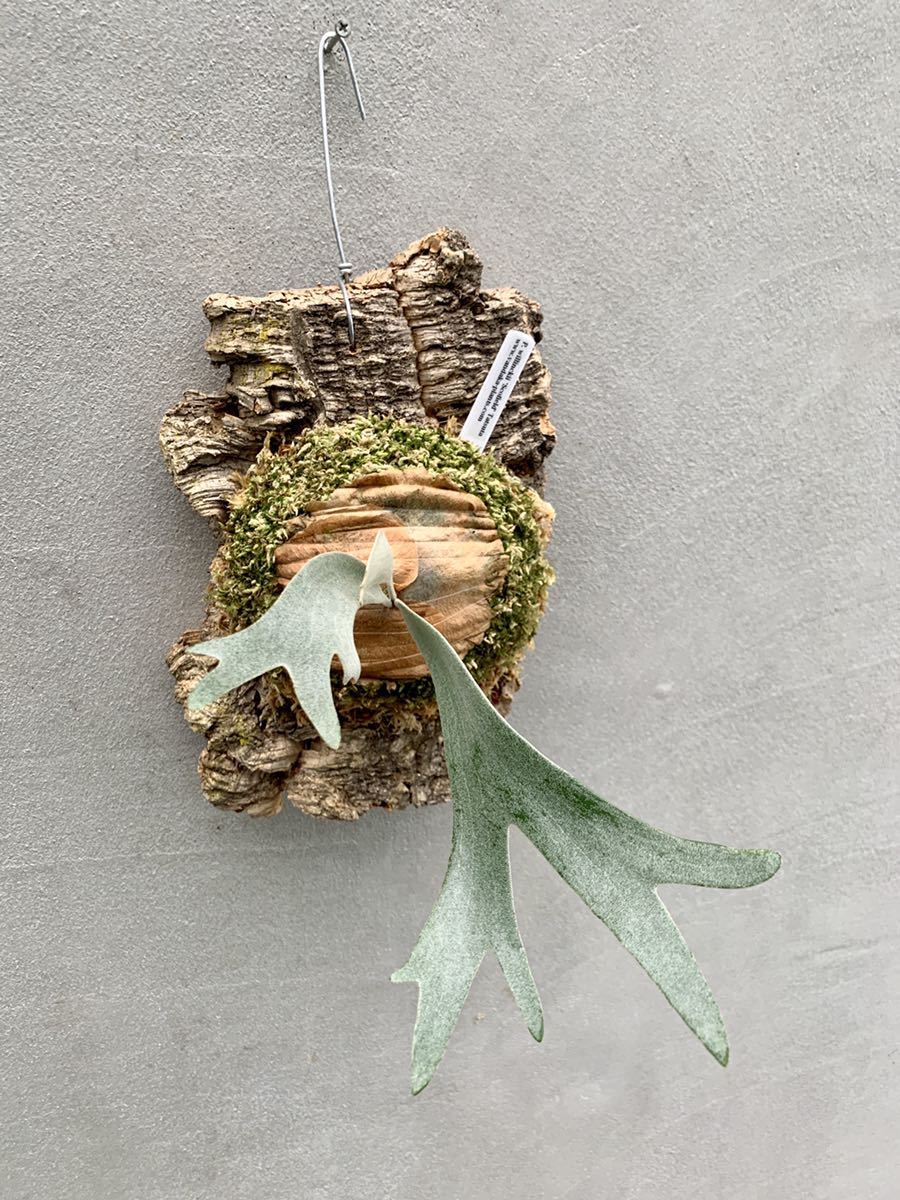 新品】P. willinckii ' Scofield 'Tatsuta ウィリンキー スコ