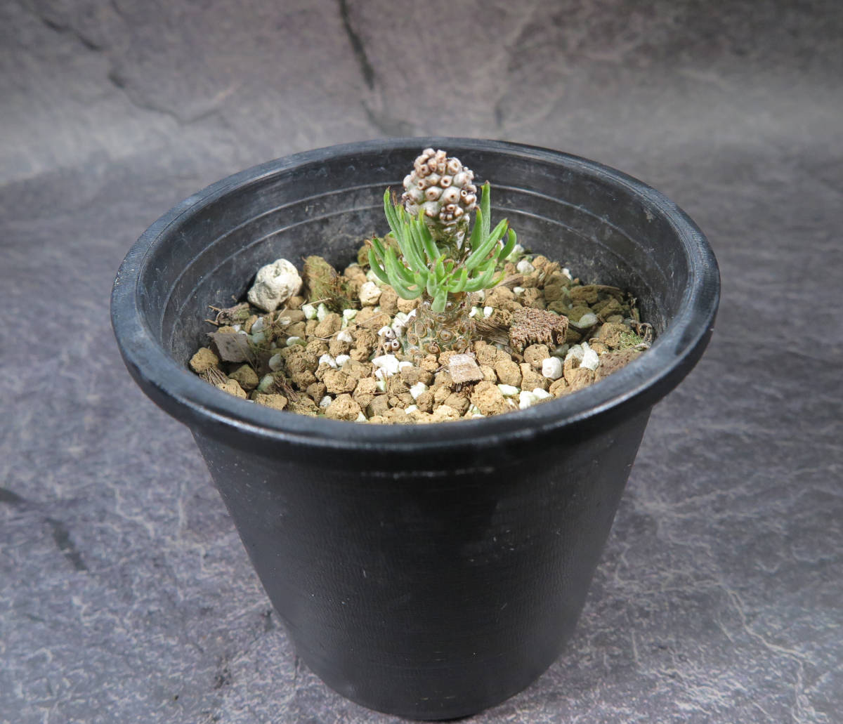 良型チレコドン・ペアルソニー 白象 冬型塊根植物 発根済 現地株 万物想 良型チレコドン・ペアルソニー 白象 冬型塊根植物 発根済 現地株