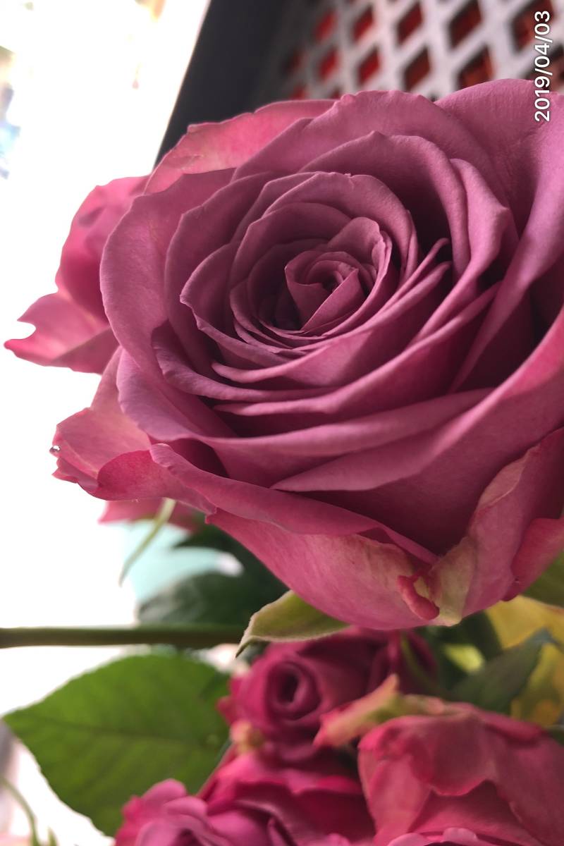 花又は花芽付 切り花品種 クールウォーター 紫系 四季咲き大輪 剣弁高芯咲き 挿し木苗 の落札情報詳細 ヤフオク落札価格情報 オークフリー スマートフォン版