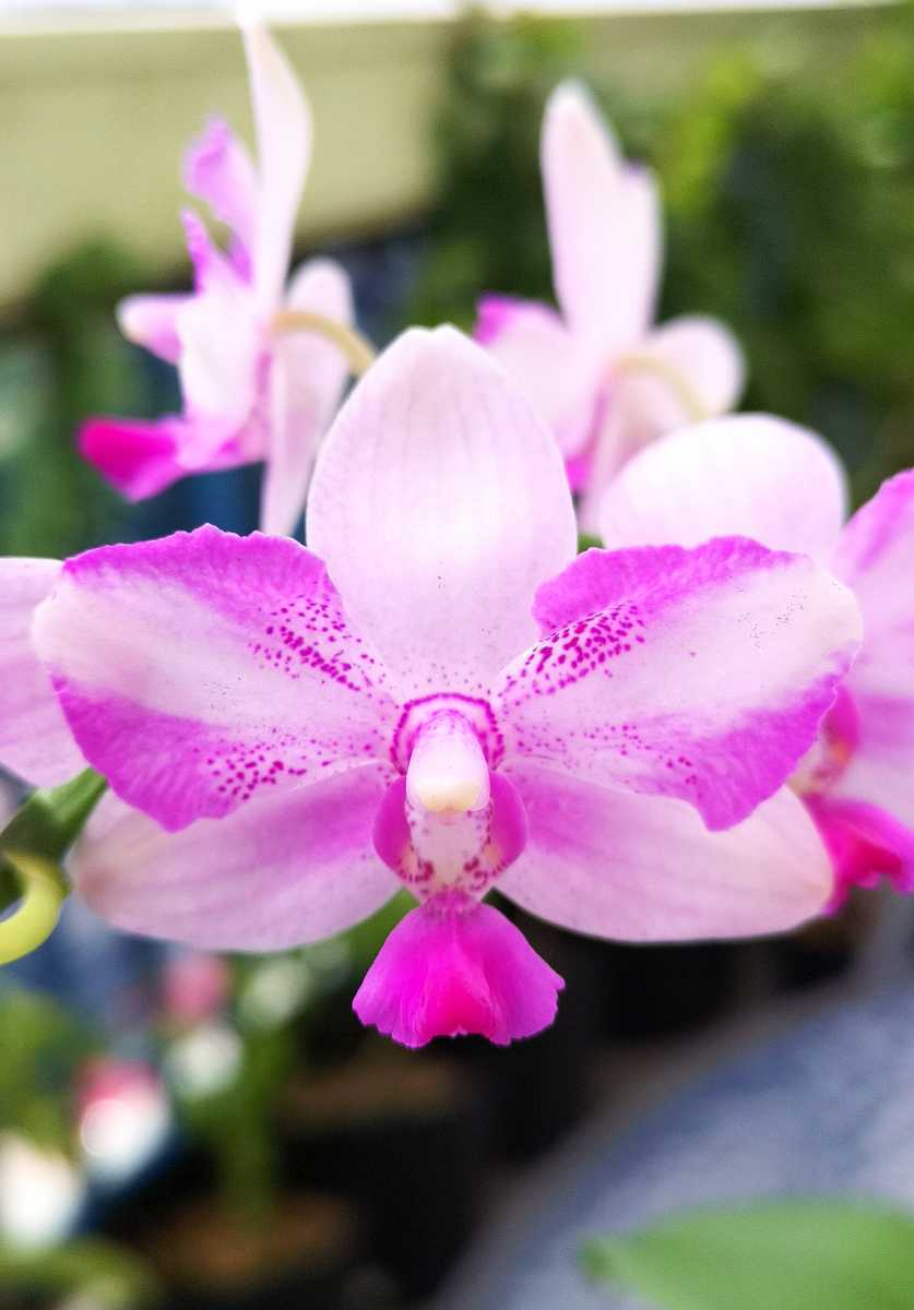 第四種 洋蘭 派手花】Phal.Jiuhbao Purple Crystal 胡蝶蘭 ジューバオ