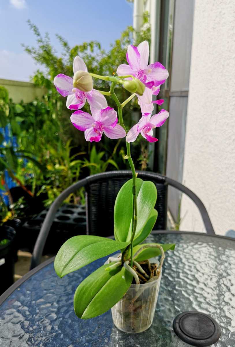 第四種 洋蘭 派手花】Phal.Jiuhbao Purple Crystal 胡蝶蘭 ジューバオ