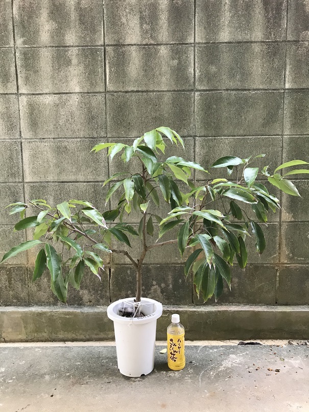 ライチ。取り木苗。玉荷包。果樹 鉢ごと無料で発送致します。 ライチ。玉荷包。果樹 鉢ごと無料で発送致します。取り木苗。