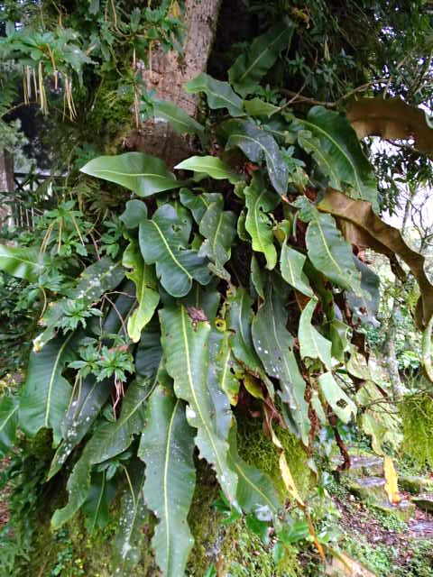 △▽ zK 　【熱帯のスジヒトツバ：その２】着生植物・シダ・珍種・原種・野生ラン. △▽　 △▽ zK 熱帯のスジヒトツバ：その２着生植物・シダ・珍種・原種・野生