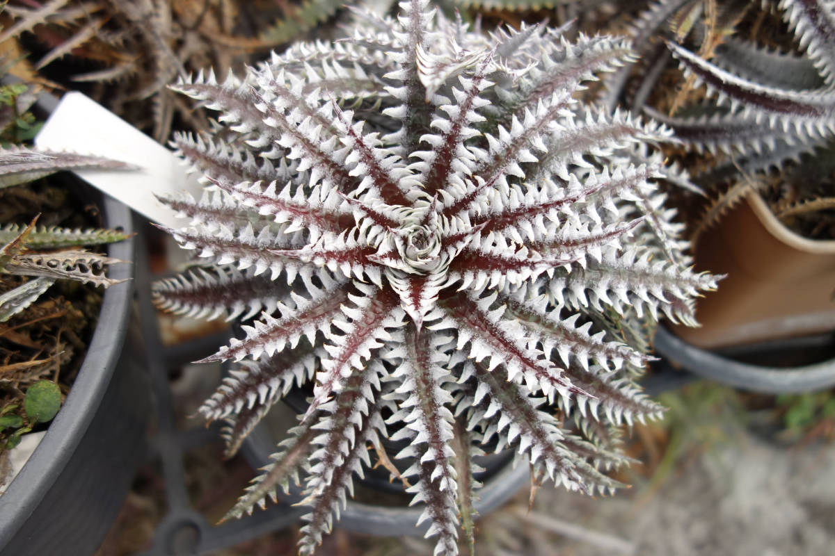 群生 DBディッキア Dyckia Bill Baker hyb #217 ⑴ Dyckia First