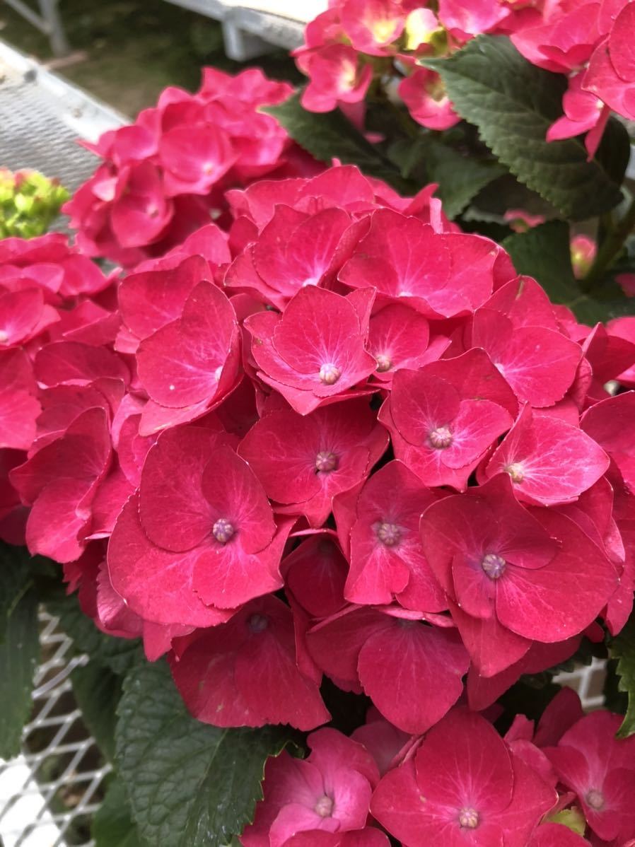 新品 好きな組み合わせで選べます 来季用アジサイ4号サイズ2個セット Hbaアーリーブルー ウォーターブルー ホットレッド パリジェンヌ の落札情報詳細 ヤフオク落札価格情報 オークフリー スマートフォン版