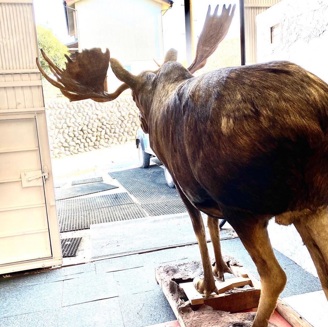 剥製 ヘラジカ 骨董品 博物館級 超希少!ヘラジカ剥製全身一体もの神奈川県より検索