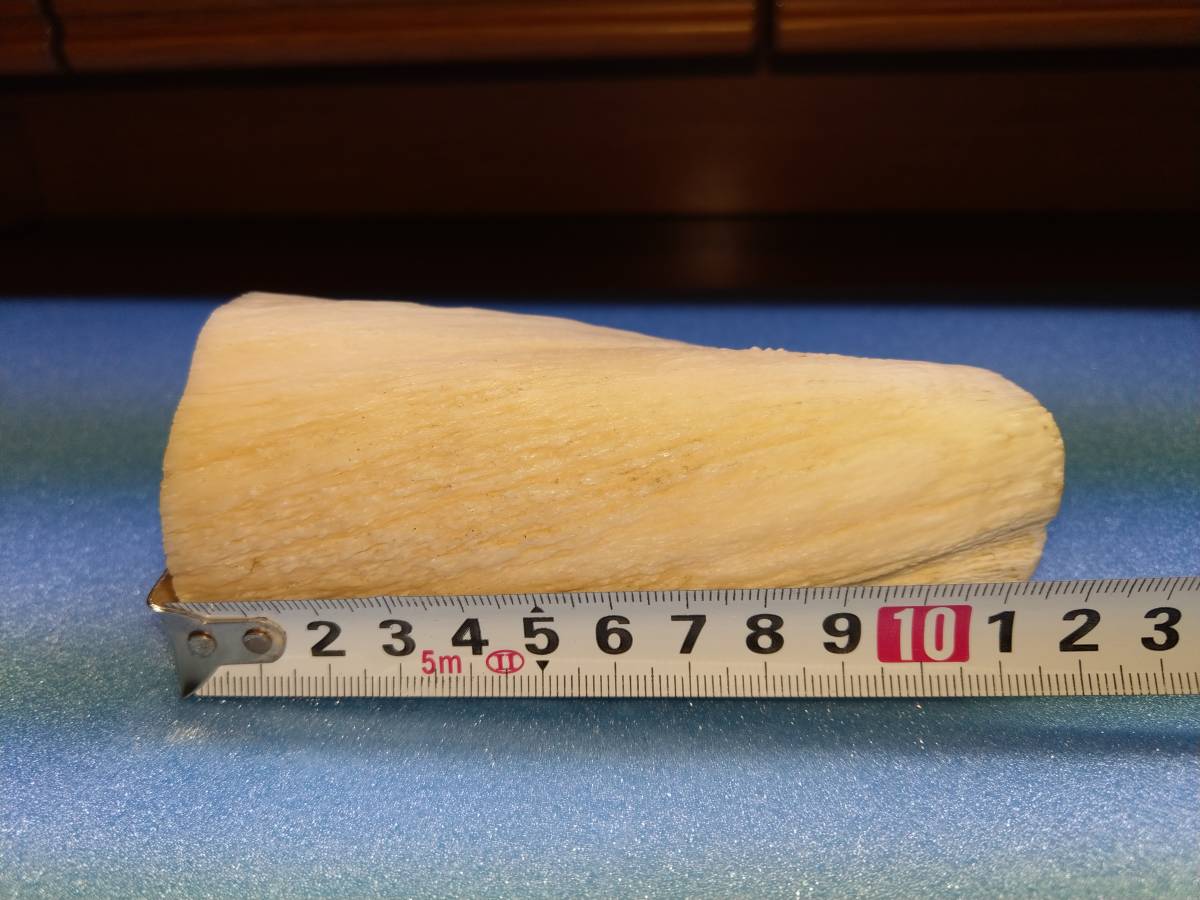 売り切り！一角鯨の角（イッカクのツノ/歯牙） ウニコール！