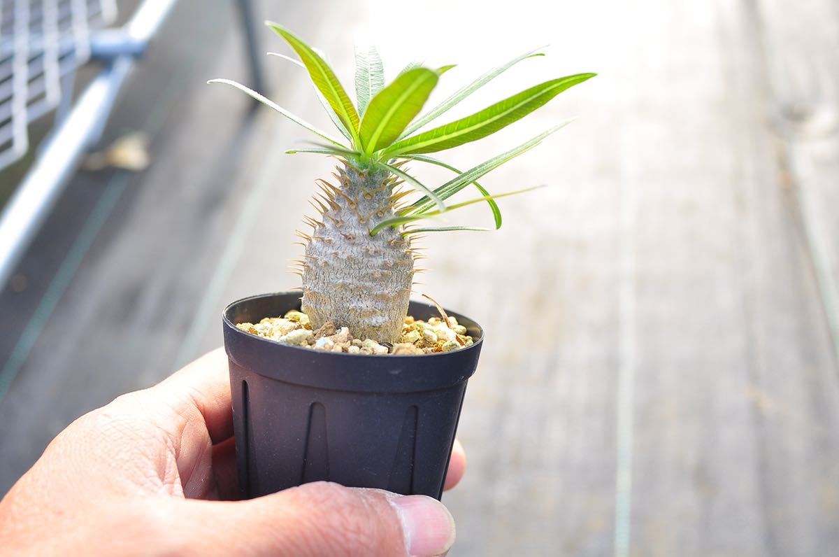 パキポディウム　アンボンゲンセ　実生 検/グラキリス ウィンゾリー パキポディウム アンボンゲンセ 実生 検/グラキリス ウィンゾリー