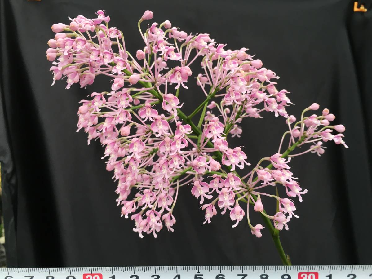 新品 洋蘭 原種 エピデンドラム属 Epi Atacazoicum ピンクの小花が見事に枝打ちするエピデン極美原種 花無 ほぼ開花サイズ の落札情報詳細 ヤフオク落札価格情報 オークフリー スマートフォン版