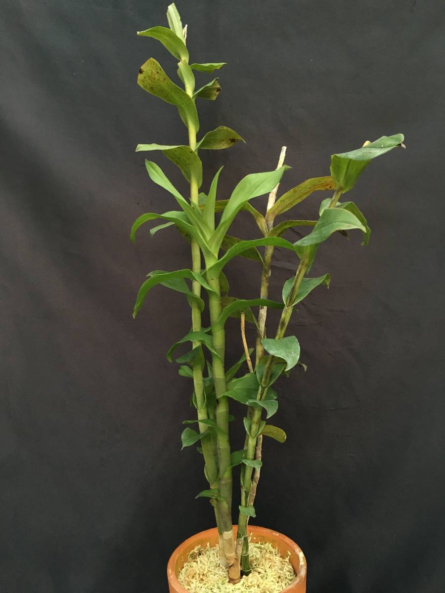 新品 洋蘭 原種 エピデンドラム属 Epi Atacazoicum ピンクの小花が見事に枝打ちするエピデン極美原種 花無 ほぼ開花サイズ の落札情報詳細 ヤフオク落札価格情報 オークフリー スマートフォン版