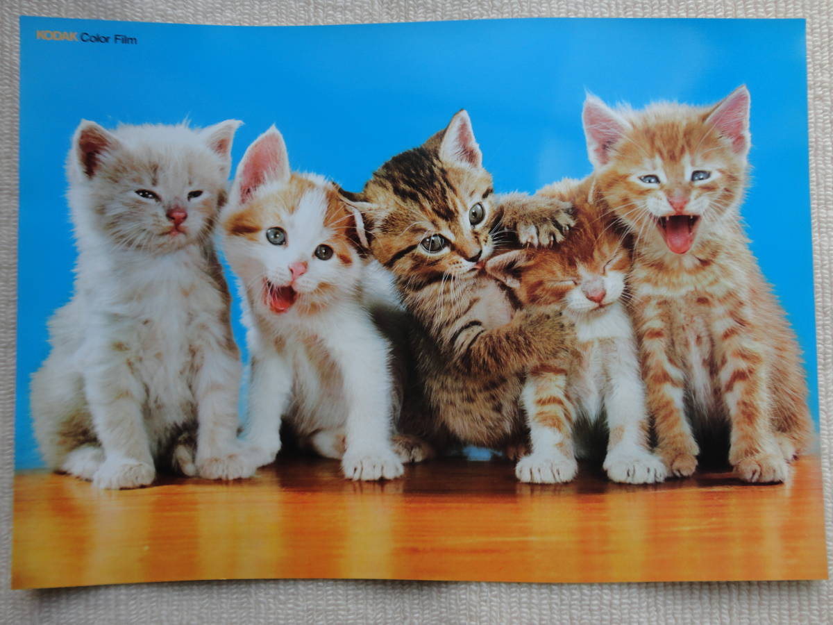 新品 30年以上前の コダック Kodak ５匹の猫のポスター 未使用品 の落札情報詳細 ヤフオク落札価格情報 オークフリー スマートフォン版