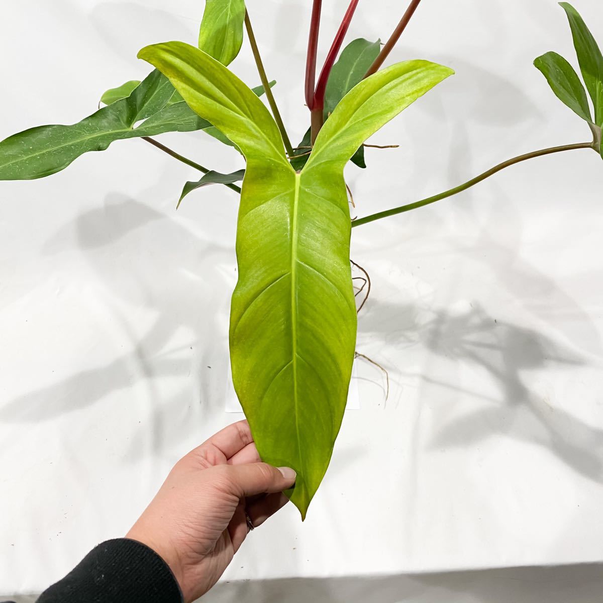 フィロデンドロンメキシカナム フィロデンドロンメキシカナムphilodendron mexicanum