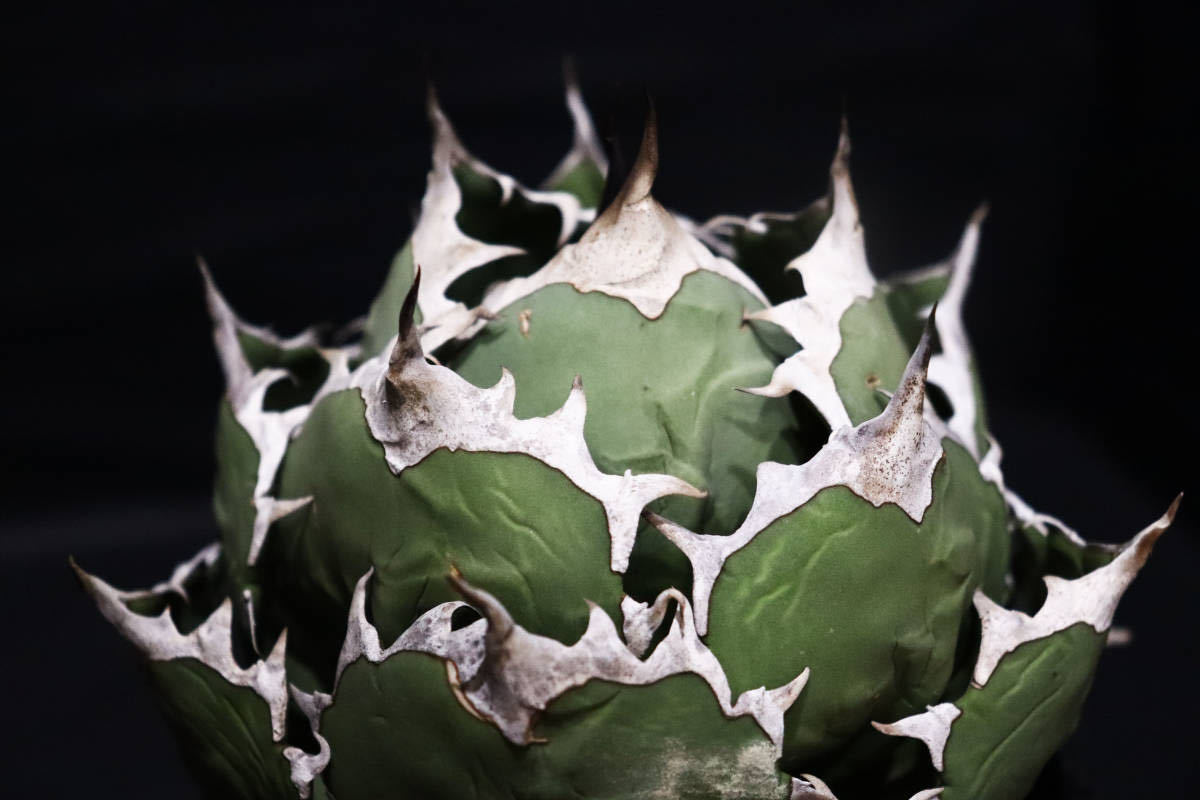 titanota 姫巌龍 姫巌竜 姫巌流 特選株 チタノタ 強棘 アガベ agave