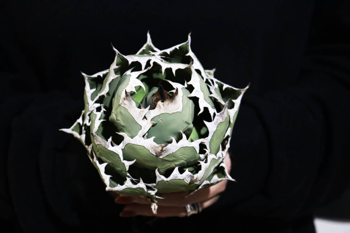 titanota 姫巌龍 姫巌竜 姫巌流 特選株 チタノタ 強棘 アガベ agave
