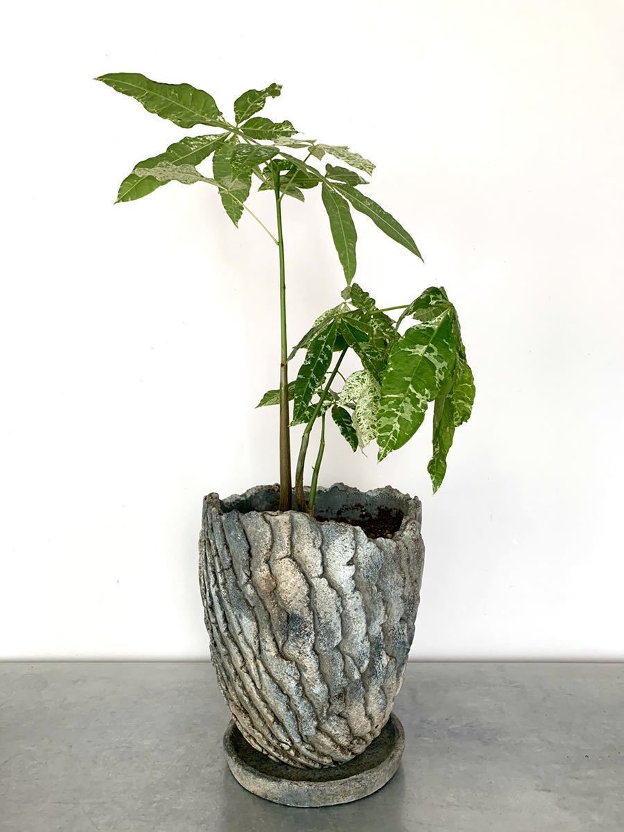 ランキング１位受賞 大特価 レア 希少 パキラ ミルキーウェイ 苗 苗木 斑入り 白 ホワイト 高速配送