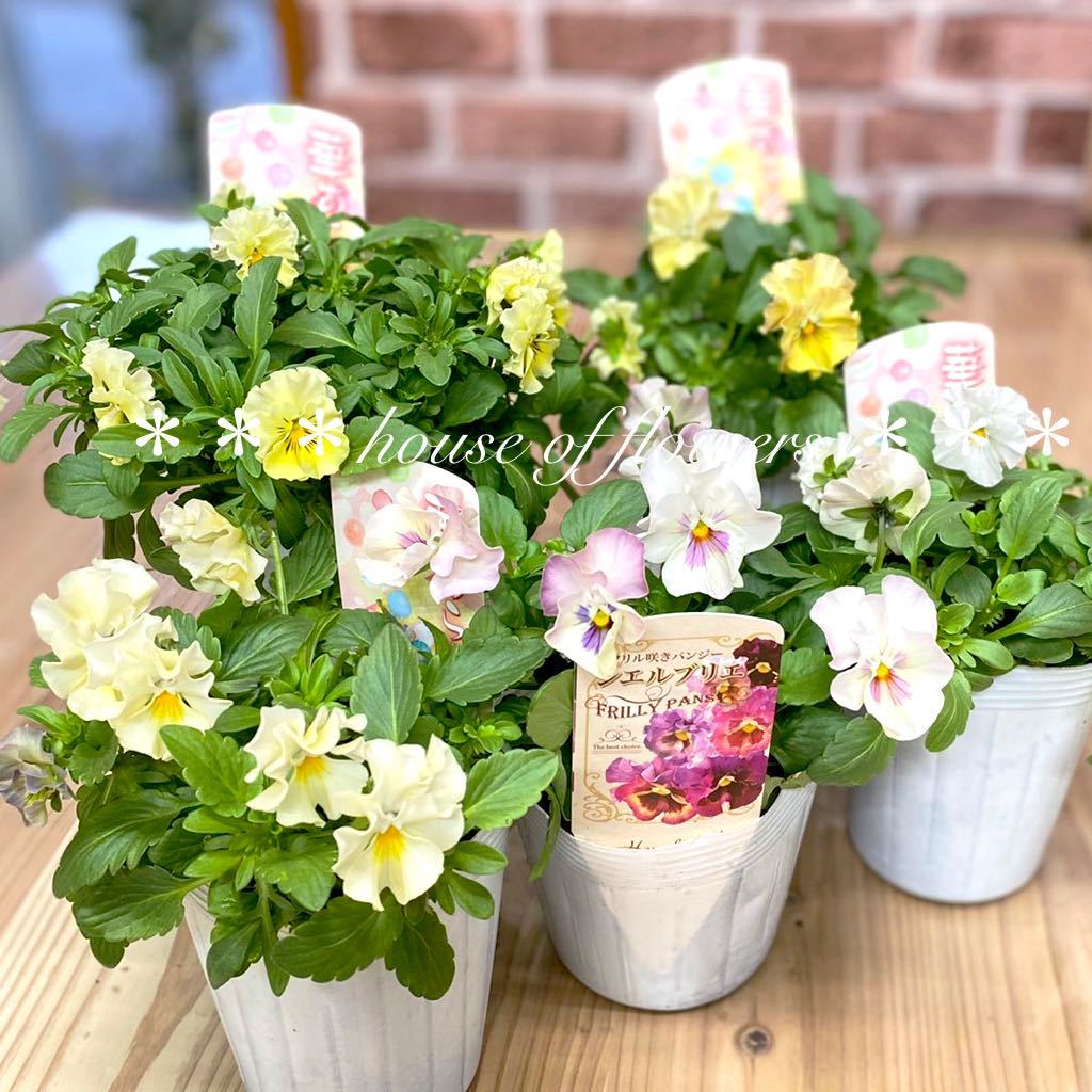 新品 ラスト 高品質 花日和 華あられ 4 シエルブリエ 1 フリル咲き パンジー おまかせ5個セット の落札情報詳細 ヤフオク落札価格情報 オークフリー スマートフォン版