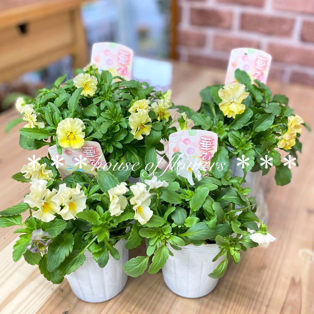 新品 ラスト 高品質 花日和 華あられ 4 シエルブリエ 1 フリル咲き パンジー おまかせ5個セット の落札情報詳細 ヤフオク落札価格情報 オークフリー スマートフォン版