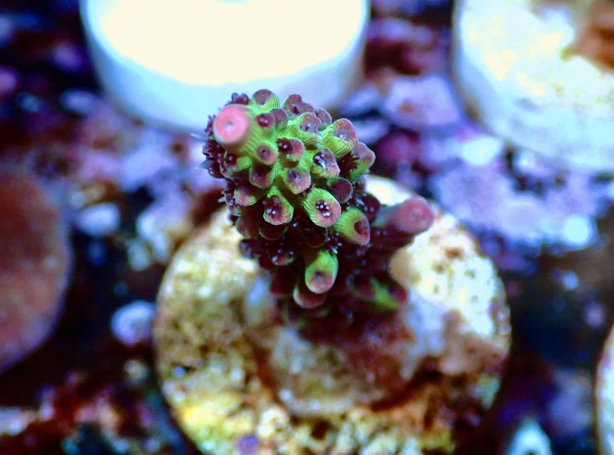 新品 Uca Acropora Sp Strawberryshortcake ストロベリーショートケーキ オーストラリア産ミドリイシ Ucaサンゴ 毒イチゴ の落札情報詳細 ヤフオク落札価格情報 オークフリー スマートフォン版 新品 Uca Acropora Sp Strawberryshortcake ストロベリーショートケーキ オーストラリア産ミドリイシ Ucaサンゴ 毒イチゴ の落札情報詳細 ヤフオク落札価格情報 オークフリー スマートフォン版